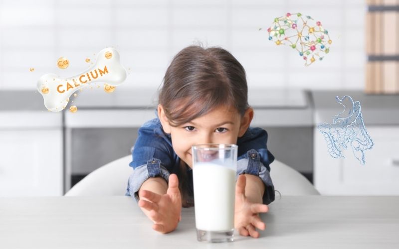 Sữa là nguồn dinh dưỡng cho sự phát triển của trẻ 1-2 tuổi