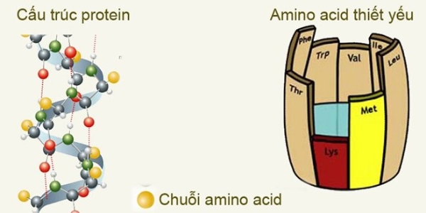  Chuỗi amino acid trong sữa 