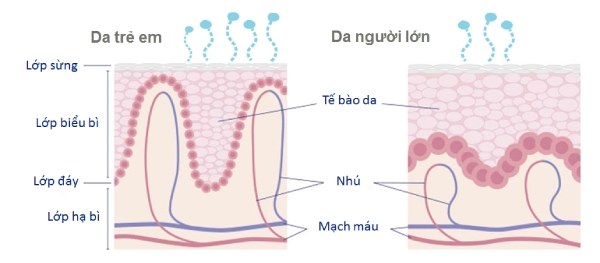 Kết cấu da trẻ em mỏng hơn nhiều so với da người lớn