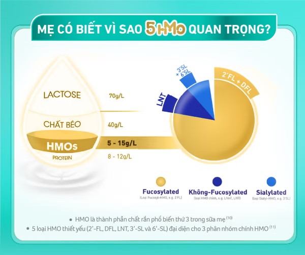 Tầm quan trọng của phức hợp 5-HMO